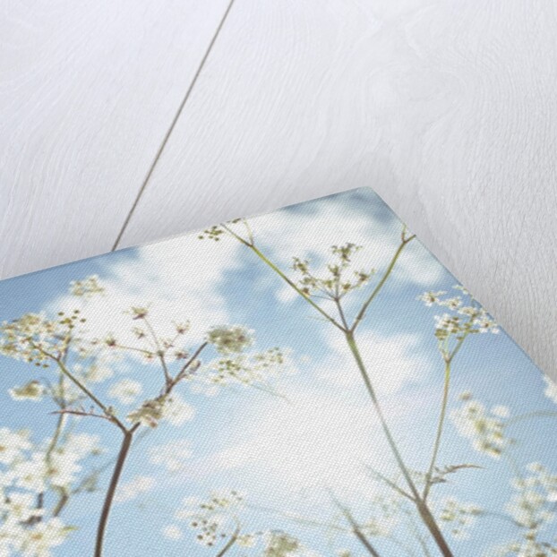 Cow parsley flowers by Assaf Frank